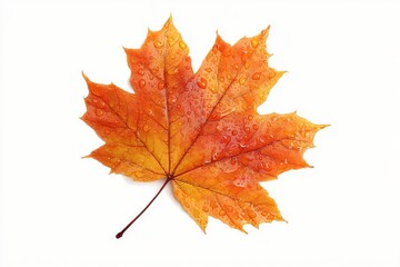 Isolated orange maple leaf on white backdrop
