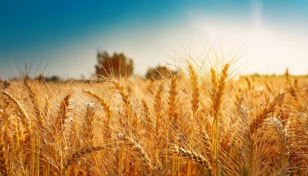 vaisakhi a celebration of harvest and sikh heritage close up of ripe wheat field in punjab pakistan symbolizing abundance and gratitude