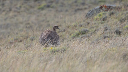 rhea pennata - ñandu - choique
