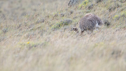 rhea pennata - ñandu - choique