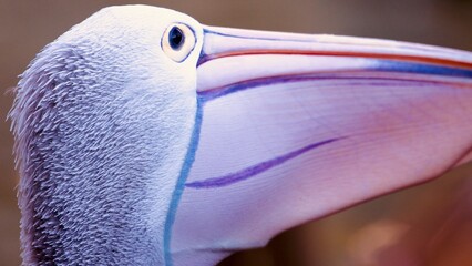 Pelican 1