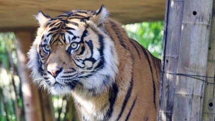 Sumatran Tiger 1