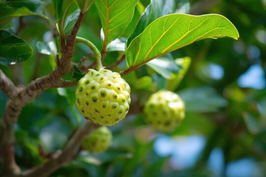 Noni fruit naturally grows upward reaching for sunlight on the tree