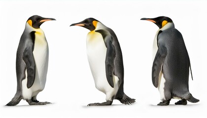 Three king penguins on white background