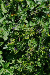 bittersweet, bittersweet nightshade, bitter nightshade, blue bindweed, Amara Dulcis, climbing nightshade, felonwort, fellenwort, felonwood, poisonberry, or poisonflower (Solanum dulcamara)