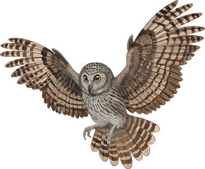 A barred owl stretching its wings wide, displaying beautiful patterns.
