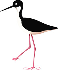 Obraz premium A black-necked stilt wading in shallow water, its long red legs elegant.