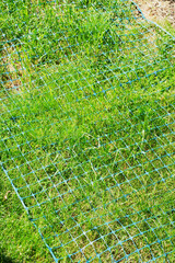 Green plastic net on grass
