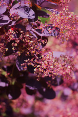 Smoketree or smoke bush (Cotinus)