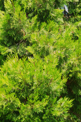 northern white-cedar, eastern white-cedar, or arborvitae (Thuja occidentalis)