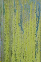 Lichen growing on metal