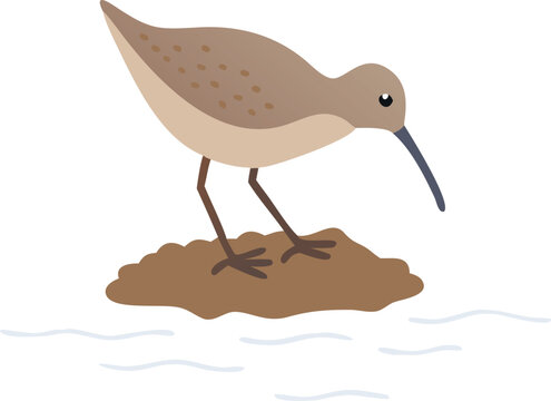 A dunlin bird probing its long, curved bill deep into soft mud.