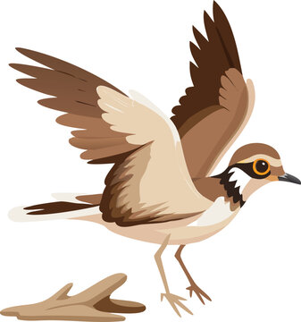 A killdeer bird performing a broken-wing display, one wing spread wide.