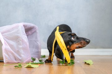 A playful dachshund stands with a banana peel on its head next to a spilled trash bin, surrounded...