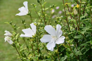 ムクゲ「白祇園守」　White Gionmamori Hibiscus