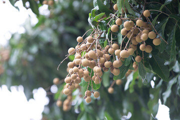 Longan fruit on the tree. Longan is a tropical fruit.