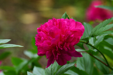 色鮮やかな牡丹の花