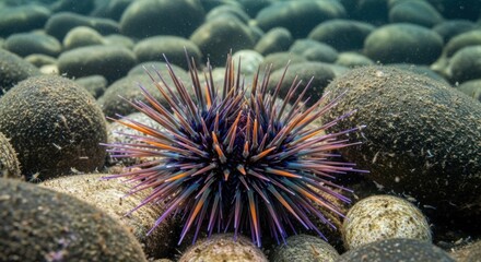 Sea urchin resting among smooth stones on the ocean floor.