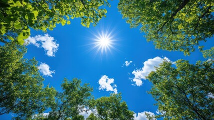 Sunlight through forest canopy, vibrant blue sky