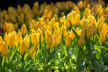yellow tulips in spring
