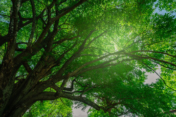 Green tree in forest. Nature background for carbon neutrality. Natural carbon sink fight climate...