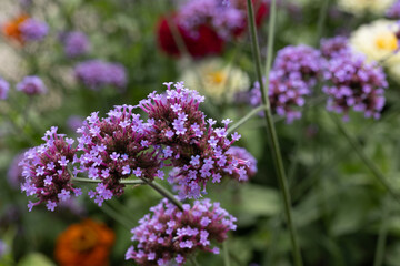 purple flowers in the garden