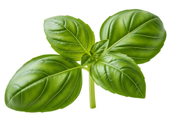 Fresh green basil herb leaves plant