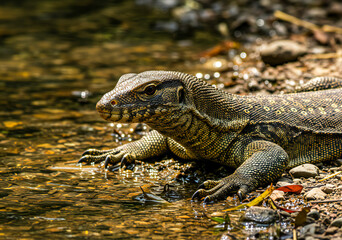 32K Ultra-Detailed Macro Shot of a Water Monitor Lizard on Pebble Riverbank