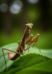 Ultra-Detailed Macro Portrait of a Praying Mantis on Green Leaf