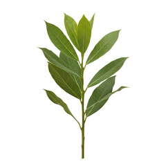 Fresh green bay leaf branch for seasoning
