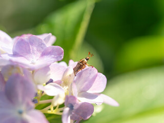 紫陽花とセマダラコガネ