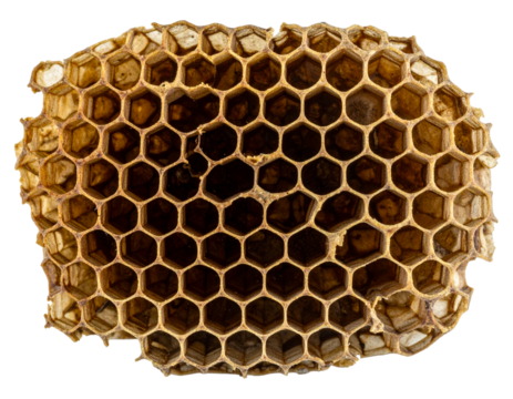 Ancient Fossilized Honeycomb with Detailed Hexagonal Cells, Isolated on Transparent Background