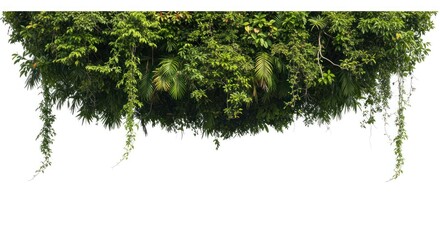 Lush, vibrant green foliage, cascading down from a  dense cluster,  isolated against a white background.  A  tropical,  hanging garden effect