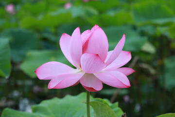 Lotus_Flowers_Closeup_15