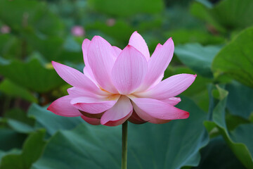 Obraz premium Lotus_Flowers_Closeup_12