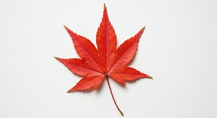 Single vibrant red maple leaf against a plain white background