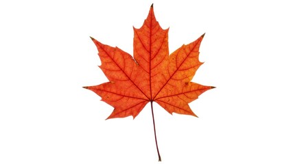 Fototapeta premium Vibrant autumnal maple leaf, isolated against white background