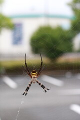 Spider_Closeup_Japan_02