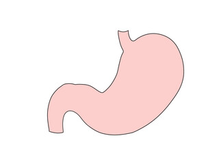 消化器の解剖生理　胃　文字なし