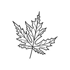 Black and white hand drawn outline of a maple leaf. Vector illustration with fine details and clean lines. Perfect for coloring pages, logos, and fall designs.