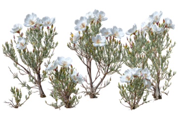  Set of Oenothera lindheimeri Trees - Cluster of Lindheimer’s evening primrose with delicate green foliage on transparent background