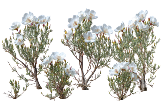  Set of Oenothera lindheimeri Trees - Cluster of Lindheimer’s evening primrose with delicate green foliage on transparent background