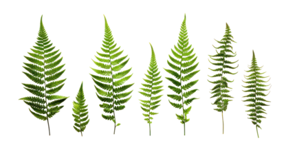  Set of Polystichum Setiferum Ferns - Lush green soft shield ferns isolated on transparent background