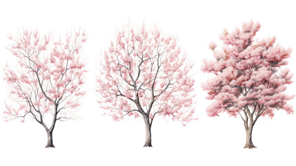 Obraz premium Set of Prunus lusitanica Trees - Group of Portuguese laurel trees with dense green foliage on transparent background