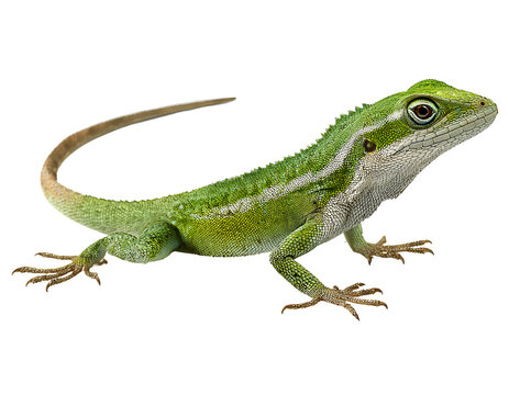 Green baby lizard isolated on a transparent background PNG - Powered by Adobe