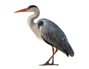 Heron bird isolated on a transparent background PNG