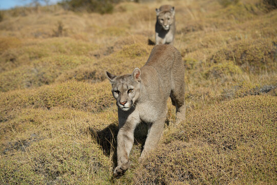 Close-up of puma in Torres Del Paine, Patagonia, Chile 