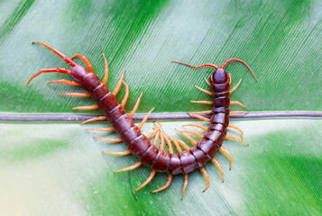 The giant centipede is a very venomous animal with many legs. It preys on animals and insects.