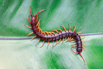 The giant centipede is a very venomous animal with many legs. It preys on animals and insects.