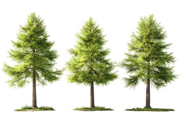  Set of Taxodium Ascendens Trees - Group of Taxodium ascendens (pond cypress) trees with lush green foliage on transparent background